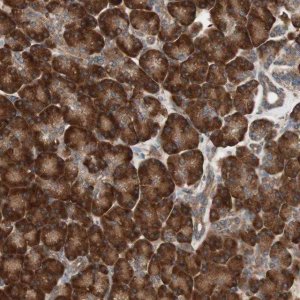 Anti-LZTS1 antibody produced in rabbit 