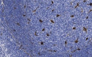 Anti-Macrosialin/CD68 Antibody, clone 2L16 ZooMAb Rabbit Monoclonal 