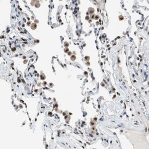 Anti-MAFB antibody produced in rabbit 