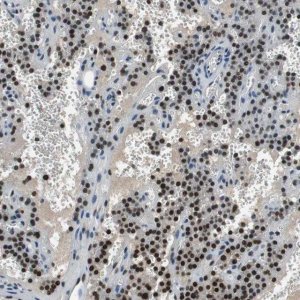 Anti-MAFB antibody produced in rabbit 