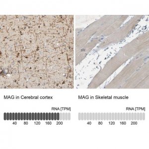 Anti-MAG antibody produced in rabbit 