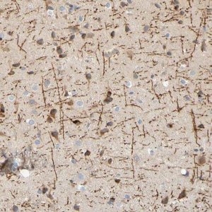 Anti-MAG antibody produced in rabbit 