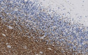Anti-MAG Antibody, clone 1I6 ZooMAb Rabbit Monoclonal 