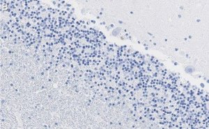 Anti-MAG Antibody, clone 1I6 ZooMAb Rabbit Monoclonal 