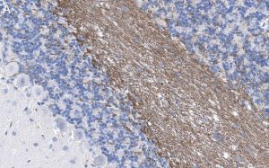 Anti-MAG Antibody, clone 513 ZooMAb Mouse Monoclonal 