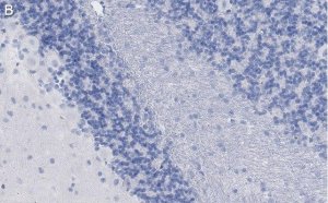 Anti-MAG Antibody, clone 513 ZooMAb Mouse Monoclonal 