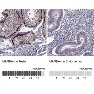 Anti-MAGEA4 antibody produced in rabbit 