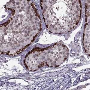 Anti-MAGEA4 antibody produced in rabbit 