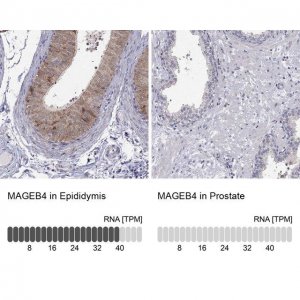 Anti-MAGEB4 antibody produced in rabbit 