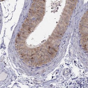 Anti-MAGEB4 antibody produced in rabbit 