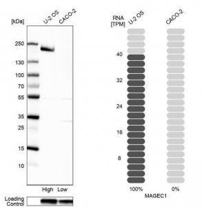 Anti-MAGEC1 antibody produced in rabbit 