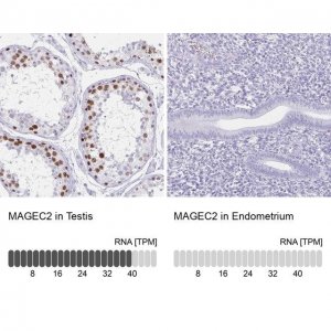 Anti-MAGEC2 antibody produced in rabbit 