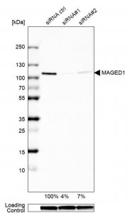 Anti-MAGED1 antibody produced in rabbit 