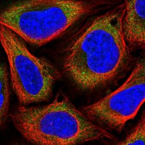 Anti-MAGED1 antibody produced in rabbit 