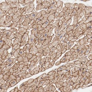 Anti-MAGED4B antibody produced in rabbit 