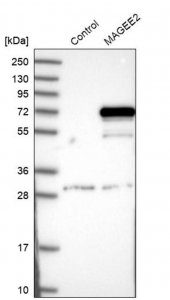 Anti-MAGEE2 antibody produced in rabbit 