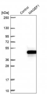 Anti-MAGEF1 antibody produced in rabbit 