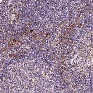 Anti-MAGEF1 antibody produced in rabbit 