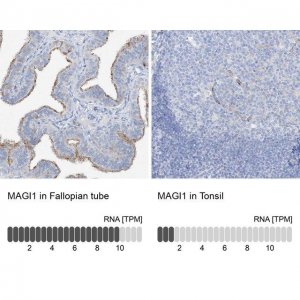 Anti-MAGI1 antibody produced in rabbit 