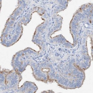 Anti-MAGI1 antibody produced in rabbit 