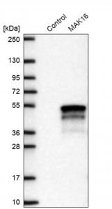 Anti-MAK16 antibody produced in rabbit 