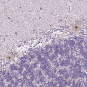 Anti-MAK16 antibody produced in rabbit 