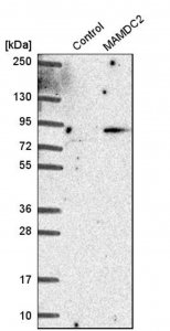 Anti-MAMDC2 antibody produced in rabbit 