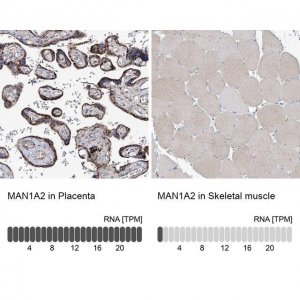 Anti-MAN1A2 antibody produced in rabbit 