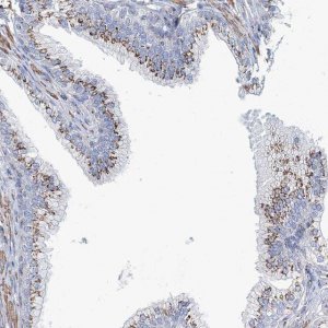 Anti-MAN1A2 antibody produced in rabbit 