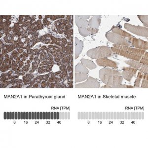 Anti-MAN2A1 antibody produced in rabbit 
