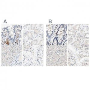 Anti-MANEA antibody produced in rabbit 
