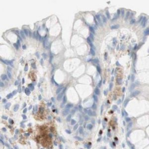 Anti-MANEA antibody produced in rabbit 