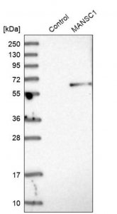 Anti-MANSC1 antibody produced in rabbit HPA007956-100UL
