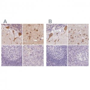 Anti-MAP1A antibody produced in rabbit 