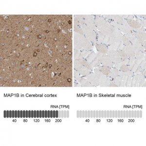 Anti-MAP1B antibody produced in rabbit 