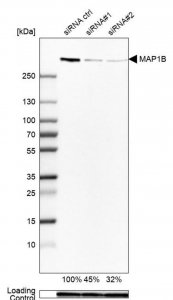 Anti-MAP1B antibody produced in rabbit 