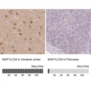Anti-MAP1LC3A antibody produced in rabbit 