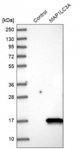 Anti-MAP1LC3A antibody produced in rabbit 