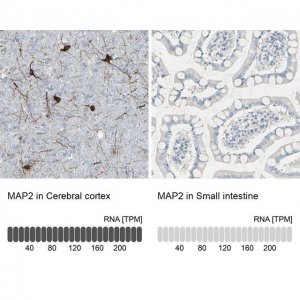 Anti-MAP2 antibody produced in rabbit 
