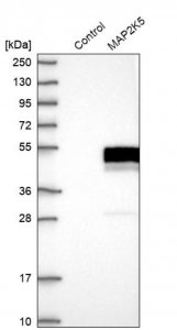 Anti-MAP2K5 antibody produced in rabbit 