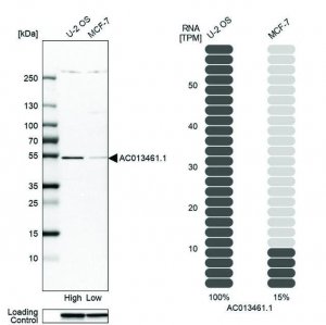Anti-MAP3K20 antibody produced in rabbit HPA017205-100UL