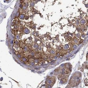 Anti-MAP4 antibody produced in rabbit 