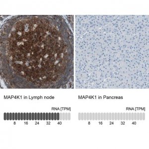 Anti-MAP4K1 antibody produced in rabbit 