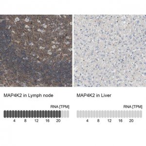 Anti-MAP4K2 antibody produced in rabbit 