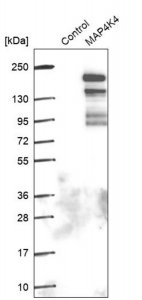 Anti-MAP4K4 antibody produced in rabbit 