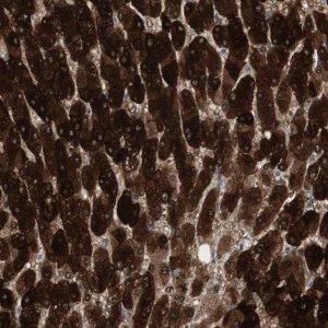 Anti-MAP4K4 antibody produced in rabbit 
