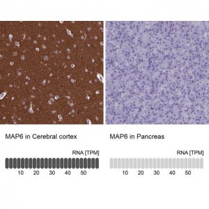 Anti-MAP6 antibody produced in rabbit 