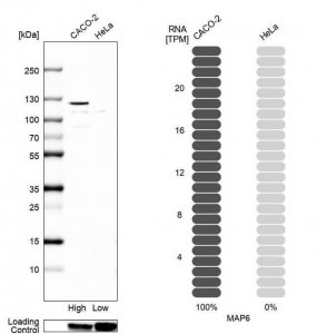 Anti-MAP6 antibody produced in rabbit 