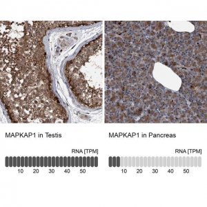 Anti-MAPKAP1 antibody produced in rabbit 