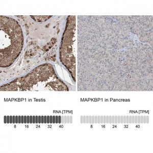 Anti-MAPKBP1 antibody produced in rabbit 